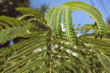 green leaves of a tree plant in summer close-up in the sun