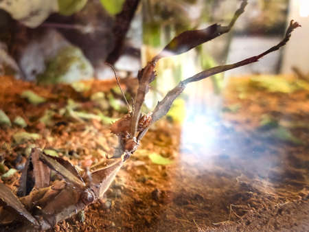 animal stick insect mackleigh in terrarium behind glass
