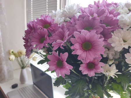 chrysanthemums white and pink flower bouquet bigの写真素材