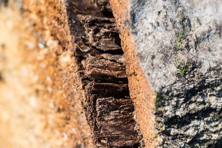 Natural wood with bark and moss closeup
