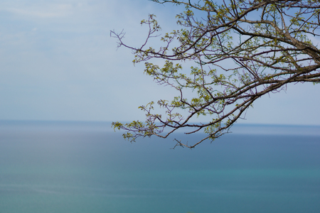 View of the boundless blue sea with a tree on the sideの写真素材