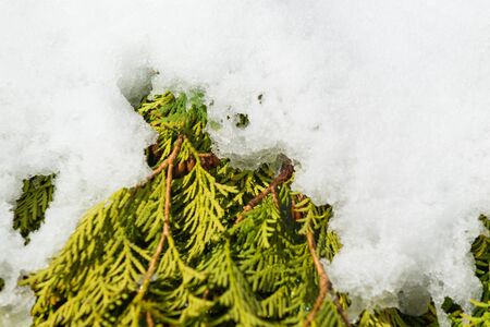 Green branch of a Christmas tree in the snowの写真素材