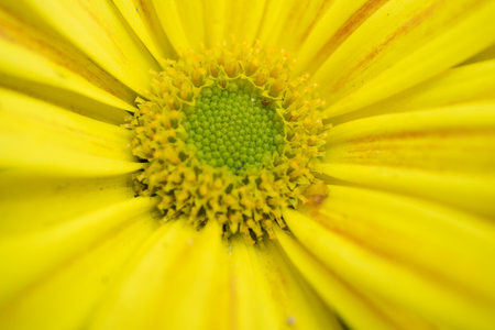 Big beautiful flower with yellow petals closeupの写真素材
