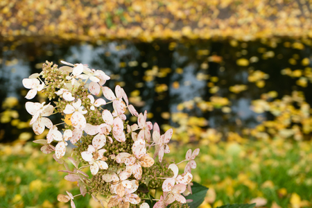 Beautiful flower on a background of autumn stream and leaves