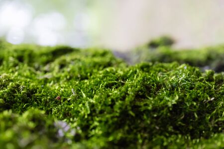 Green natural wet moss closeup in wildlife