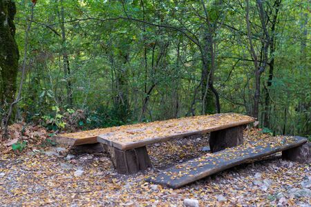 Old table of logs in the forest with leavesの写真素材