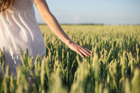 Woman's hand touching green wheat earsの写真素材