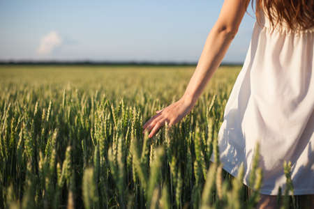Woman's hand touching green wheat earsの写真素材