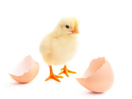 beautiful little chick  and eggshell isolated on the whiteの写真素材