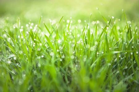 Fresh green grass with dew drops. Nature Backgroundの写真素材