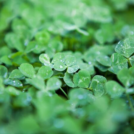 nature background with clover leavesの写真素材