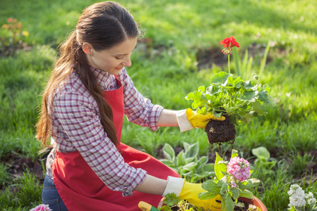 Young woman planting flowers in pot with dirt or soil. Gardeningの写真素材