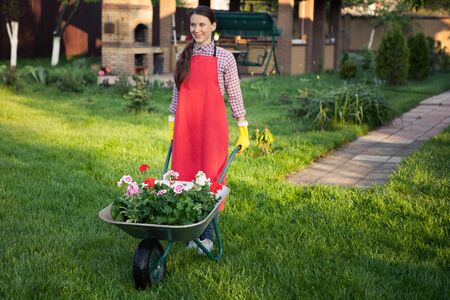 Gardener with  flowers in wheelbarrow working in back yardの写真素材
