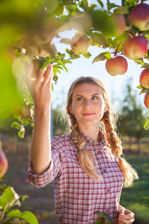 Beautiful young woman picking ripe organic apples  in orchardの写真素材