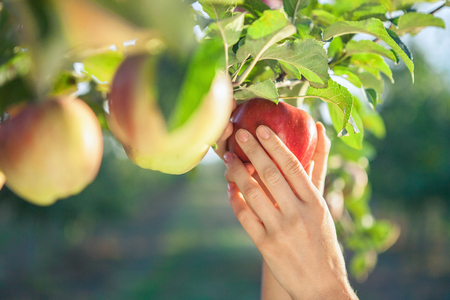 Woman hand picking a red ripe appleの写真素材