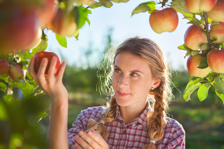 Beautiful young woman picking ripe organic apples  in orchardの写真素材