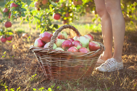 Organic apples in basket. Autumn gardenの写真素材