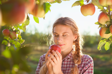 Beautiful young woman picking ripe organic apples  in orchardの写真素材