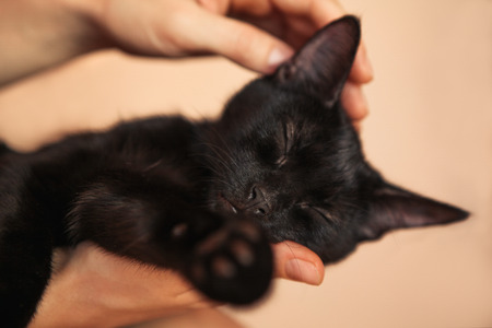 Woman hand petting a cat head, love to animalsの写真素材