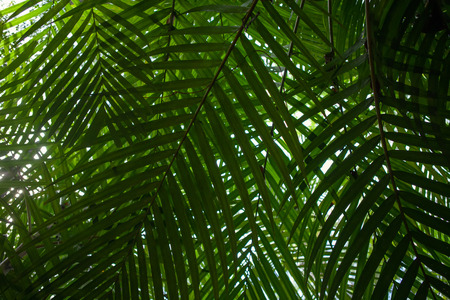 Creative tropical green leaves layout.の写真素材