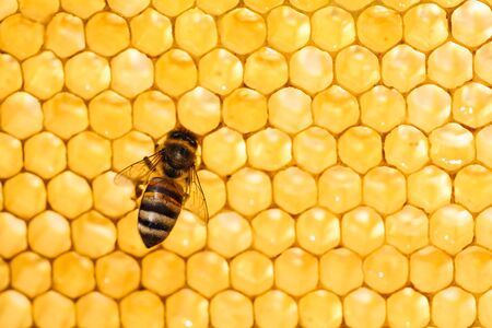 Working bee on honeycomb