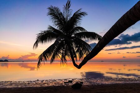 Sunset over the ocean with tropical palm tree silhouetteの写真素材