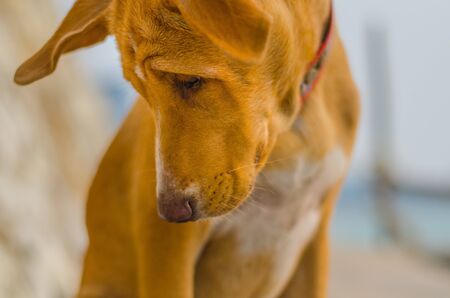 Sad dog looking down.の写真素材