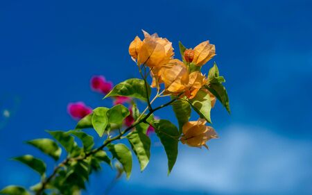 Bougainvillea flowerの素材