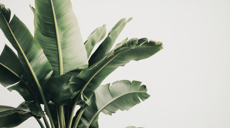 A striking display of broad, green leaves elegantly fanned out, capturing the essence of tropical beauty. Ideal for decor inspiration and nature themes.の素材