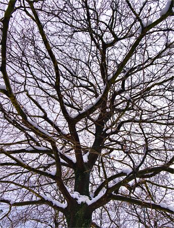 Bare tree covered in snow. Winter tree branches and twigs silhouette.の写真素材