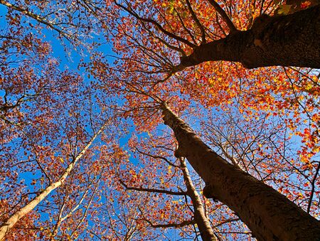 Looking up at vibrant autumn sycamore trees with colorful foliage against blue sky.の写真素材