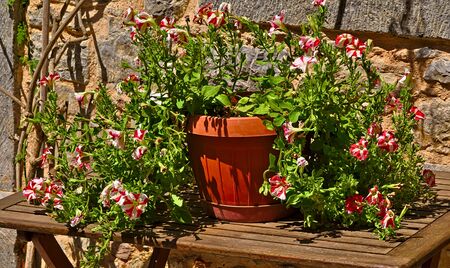 Pot wth colorful petounia flowers on wooden table, under day light.の写真素材