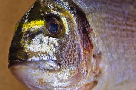 Freshly caught sea bream fish close upの写真素材