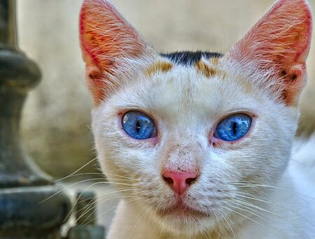 Close up portrait of a beautiful cat with vivid blue eyes.の写真素材