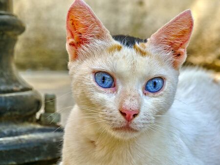 Close up portrait of a beautiful cat with vivid blue eyes.の写真素材