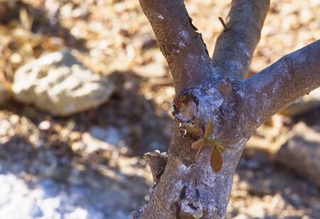 Close up on chios mastic tree.の写真素材