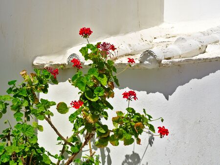 Ivy geraniums (Pelargonium peltatum), flower against white wall, Tinos island, Greece.の写真素材