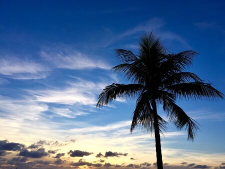 Silhouette of the palm with sunrise skyの写真素材
