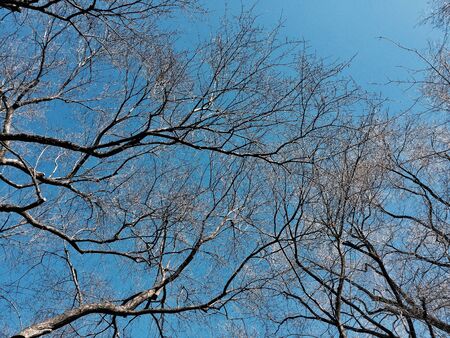 No leaves trees with faded blue skyの写真素材