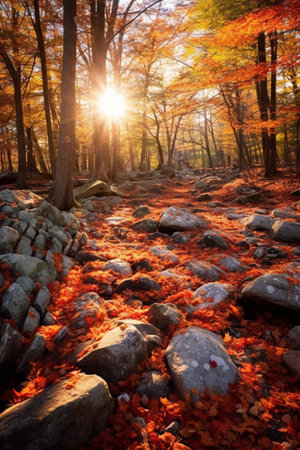 Autumn forest with sunbeams and rocks. Nature background.の素材