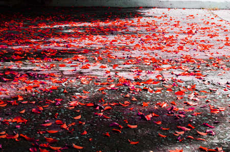 falling leavesの写真素材