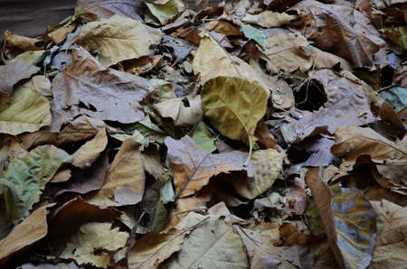 leaves texture