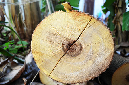 cross section log