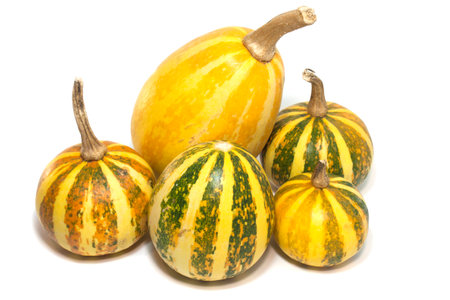 five little pumpkins  on a white backgroundの写真素材