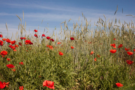 Poppy and wheat field in a sunny dayの写真素材