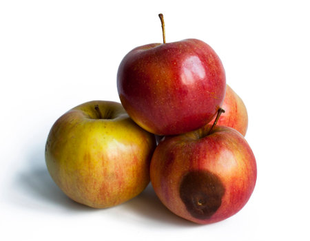 Three ripe apples and one spoilt slightly  on a white backgroundの写真素材