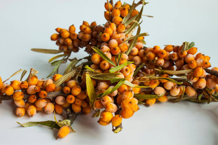 branches of the frozen sea-buckthorn on a white backgroundの写真素材