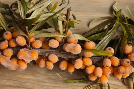 branches of the frozen sea-buckthorn on a boardの写真素材