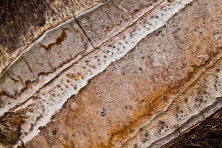 Coconut Tree Texture 2の写真素材