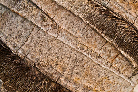 Coconut Tree Texture 9の写真素材